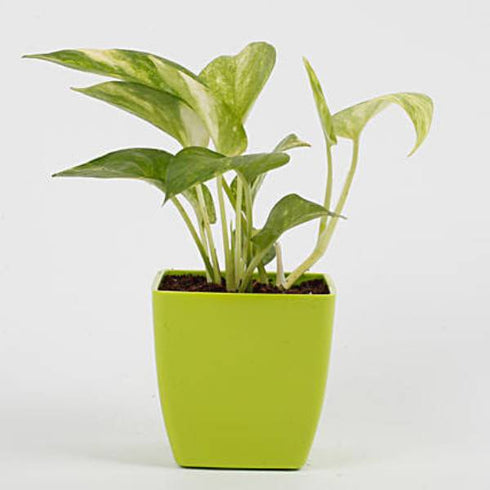 Money Plant